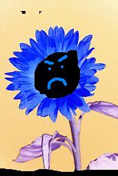 angry_sunflower.JPG